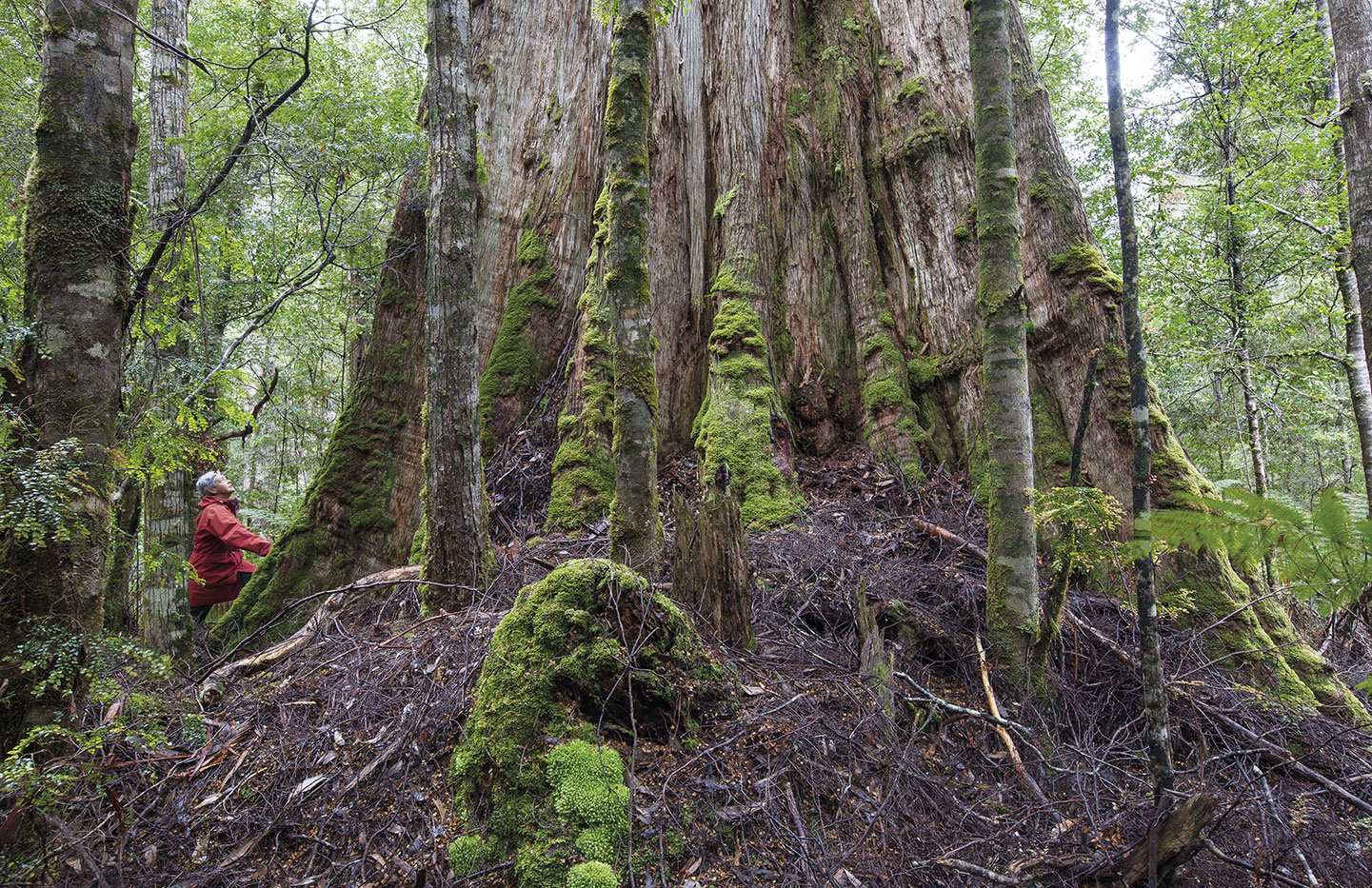 Tarkine Trails