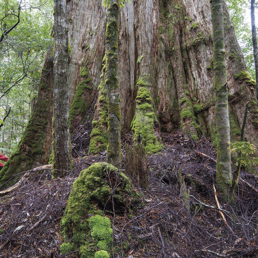 Tarkine Trails