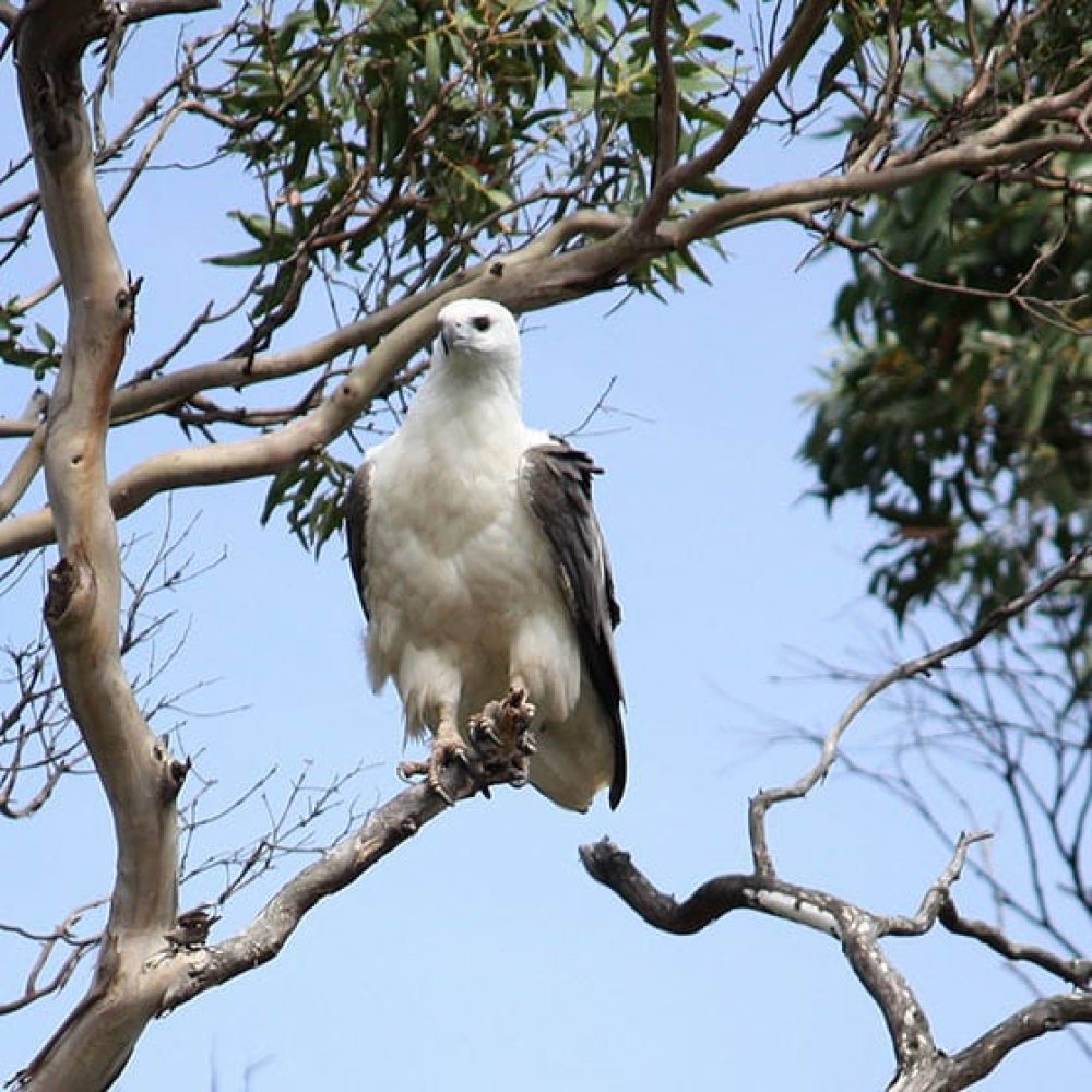 wild-life-watching-stanley-tarkine